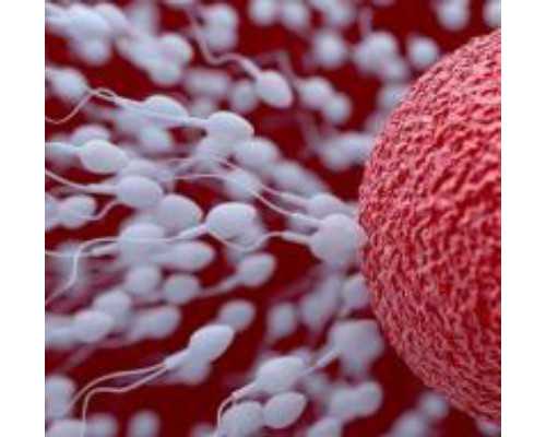 包成功代孕地址~先天性无子宫做试管能成功吗，无子宫做试管的方法和成功几率